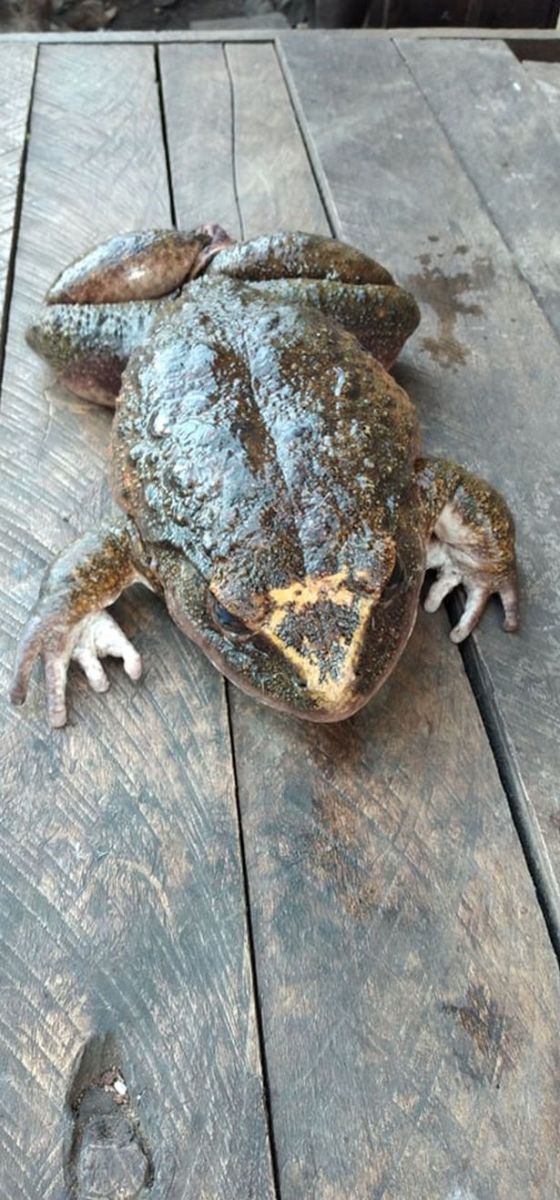 Гигантскую лягушку обнаружили на Соломоновых островах. Фото: Daily Star