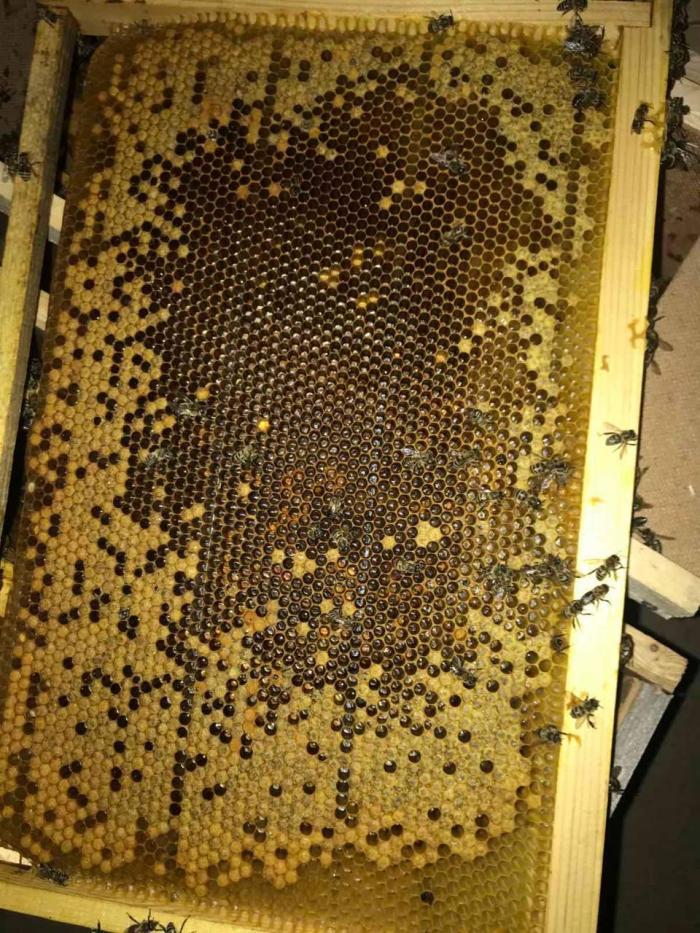  Під час пересилання «Укрпоштою» загинули мільйони бджіл, фото: Віталій Глагола