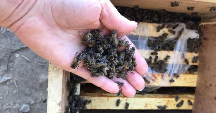 Під час пересилання «Укрпоштою» загинули мільйони бджіл, фото: Віталій Глагола