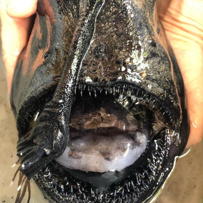 «Рыбу-монстра» выбросило на пляж в Калифорнии, фото: Crystal Cove State Park