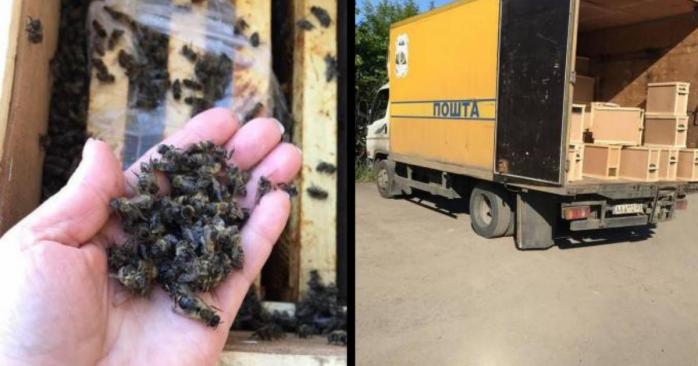 На Закарпатье во время пересылки «Укрпочтой» погибли 8 млн пчел, фото: Виталий Глагола