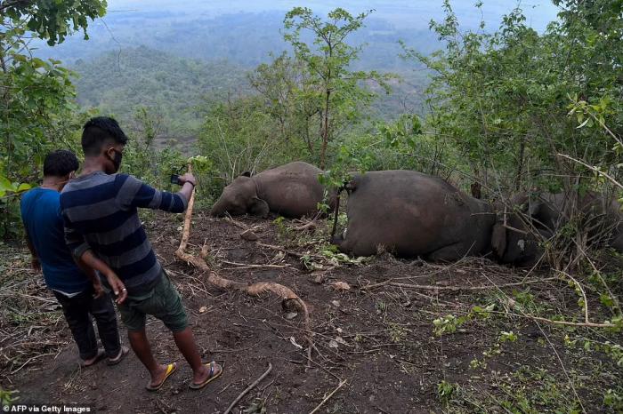 Удар молнией привел к гибели 18 слонов в Индии, фото: The Daily Mail