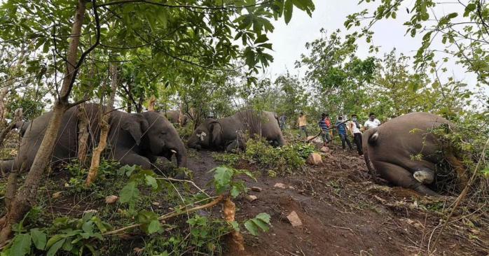 Удар молнией привел к гибели 18 слонов в Индии, фото: The Daily Mail