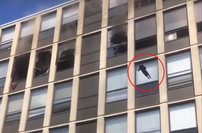 Кот спасся от пожара в США, прыгнув с пятого этажа