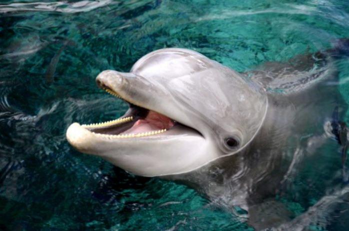 Рибалки Криму знищили 2 тис. дельфінів — відео підводного цвинтаря — новини Криму / Дельфін. Фото: Istock
