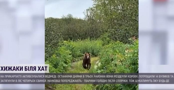Медведи атакуют пасеки и коров на Прикарпатье