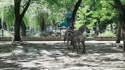 Жеребенок зебры родился в Николаеве. Фото: Суспільне