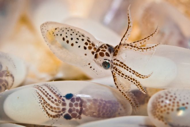 Squids and slow movers will begin to orbit - these unusual animals will go into orbit and to participate in experiments on the International Space Station (ISS).