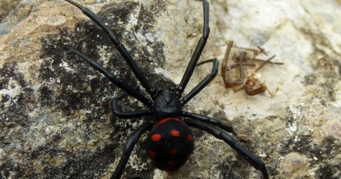 Жителя Дніпра вкусив надзвичайно отруйний павук, фото: «Вікіпедія»