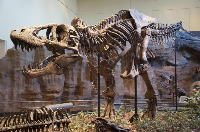 Реконструкция скелета тираннозавра, фото: ScottRobertAnselmo