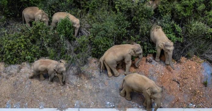 Из китайского заповедника сбежали 16 слонов, фото: The Guardian
