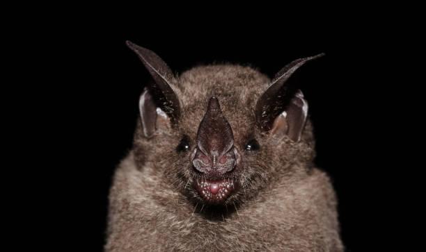 Нові коронавіруси в кажанів відшукали вчені. Фото: IStock