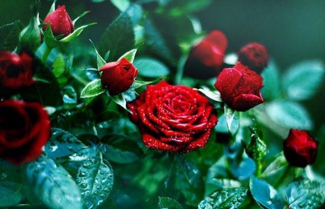 12 июня празднуют День красной розы