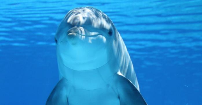 На Николаевщине спасли дельфинчика