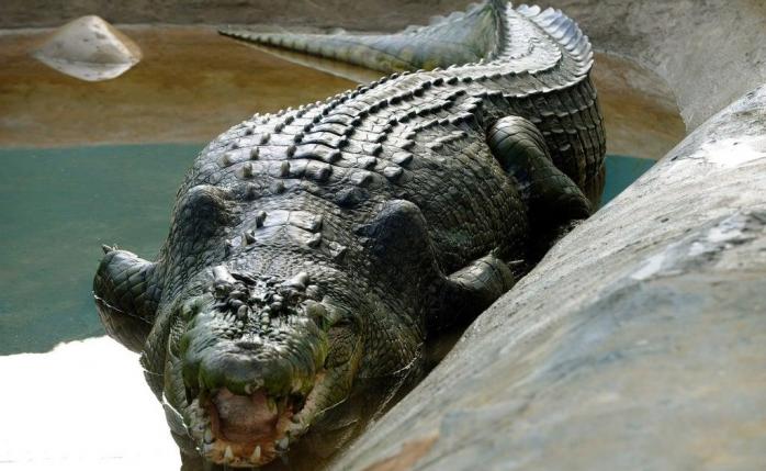 Крупнейшего ископаемого крокодила нашли в Австралии