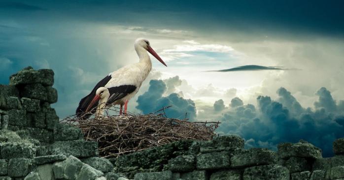 Птахи зазнають впливу змін клімату, фото: