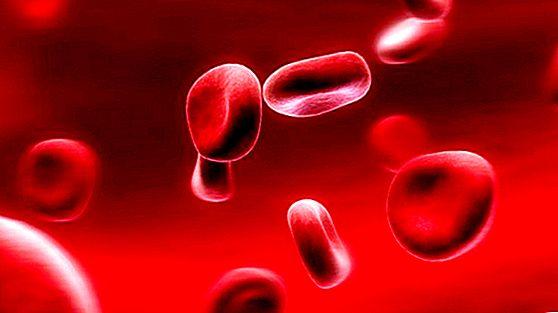Коронавирус меняет клетки крови – чем это грозит, рассказали ученые. Фото: ukr.sciencedevices