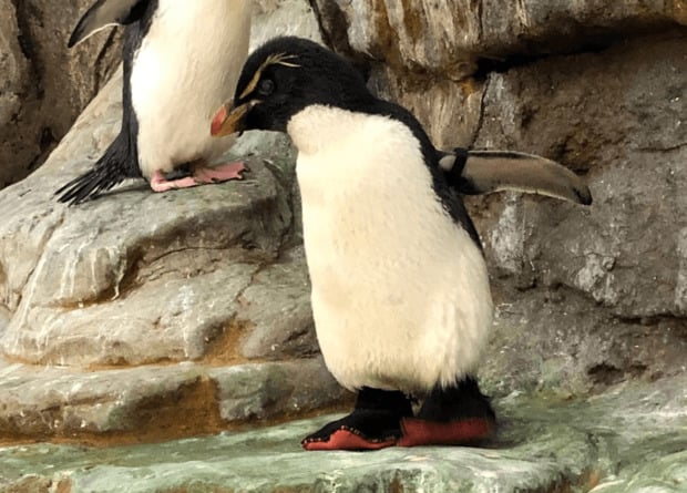 30-летний пингвин с артритом носит терапевтические ботинки. Фото: St. Louis Zoo