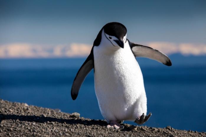 30-летний пингвин с артритом носит терапевтические ботинки. Фото: wbkids.ru