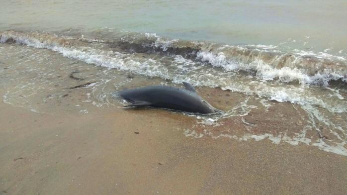 Мертві дельфіни гниють під сонцем на узбережжі Криму. Фото: Telegram