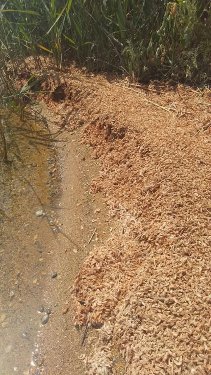 Креветки масово гинуть на Одещині. Фото: Facebook