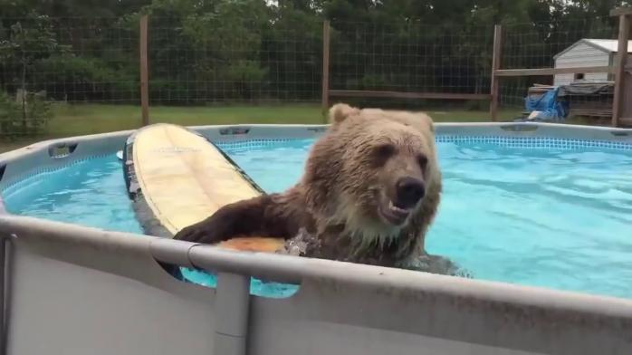 Родина ведмедів влаштувала «вечірку» в басейні у Канаді. Фото: 