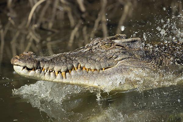 Крокодил. Фото: Istock