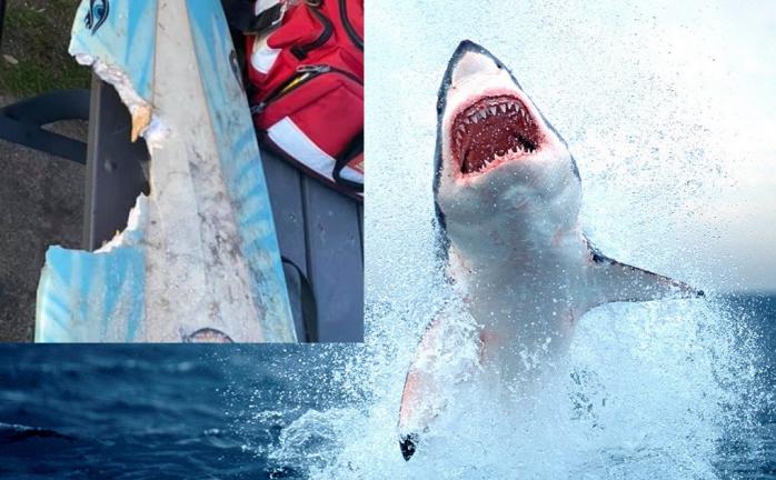 Трехметровая акула-людоед напала на серфера в Австралии 