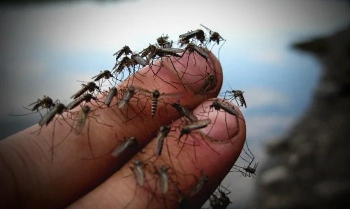 Комари. Фото: Амител 