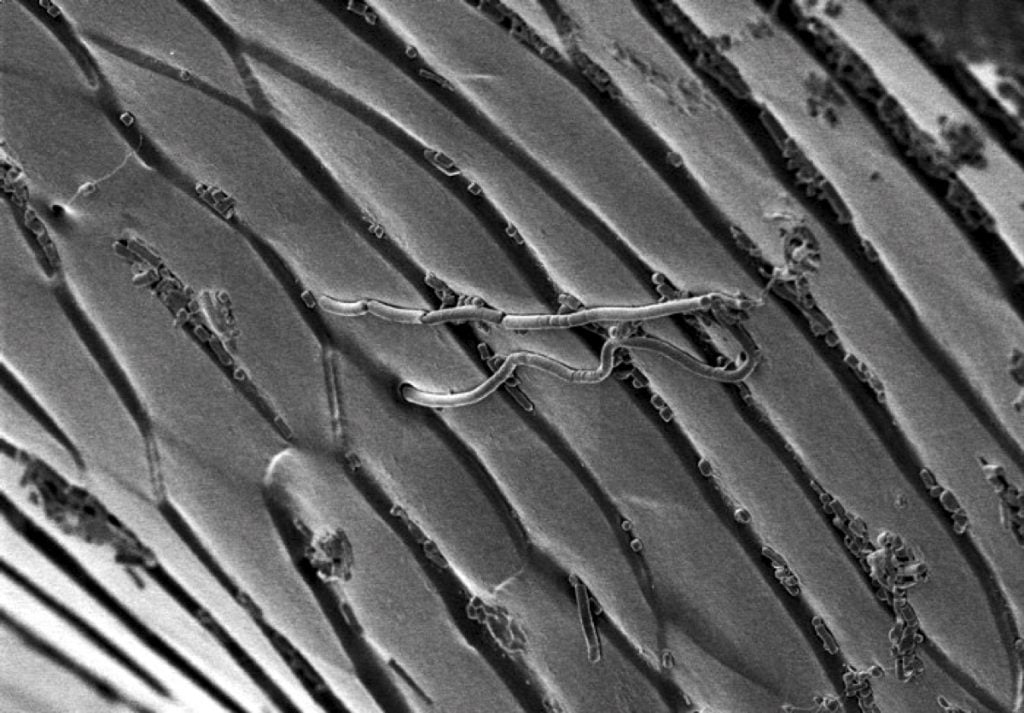 Майбутній замінник тефлону знайшли в лапках жуків. Фото: Популярная механика