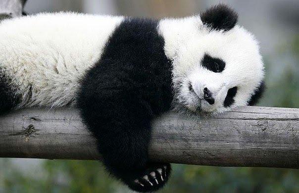 Панда. Фото: sites.google