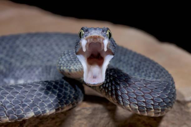 Змія. Фото: istock