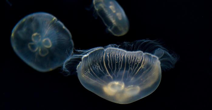 Бердянск столкнулся с нашествием медуз, фото: