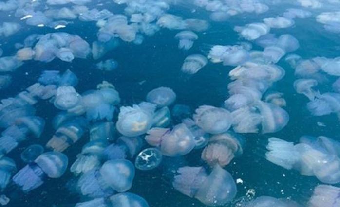 Нашестя медуз — Південь України не встигає очищувати пляжі