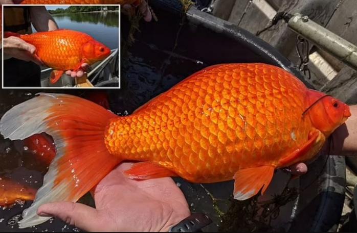 Гигантские золотые рыбки «захватили» озеро в США
