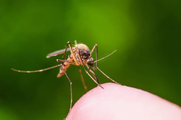 Одежду с защитой от комаров придумали ученые. Фото istock