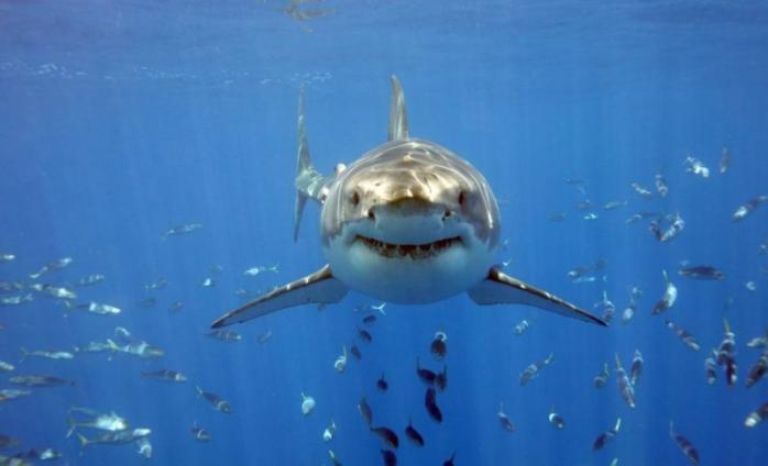 Білі та пухнасті – репутацію акул рятуватимуть в Австралії. Фото ikapa.ru