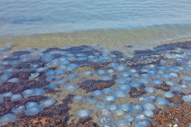 Медузи на Азовському морі. Фото: РІА Мелітополь