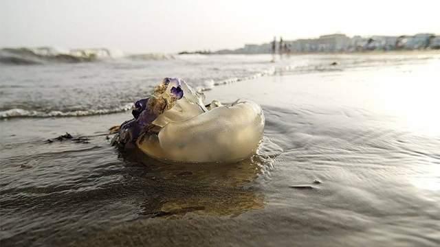 Медузы. Фото:istock