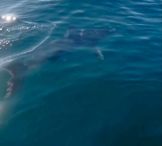 Двометрова акула налякала рибалку. Фото: Daily Mirror