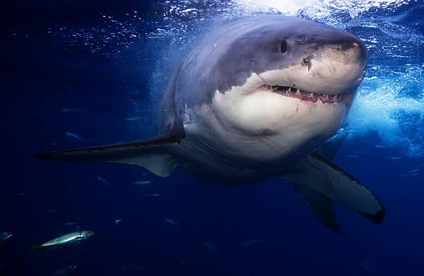 Двухметровая акула испугала рыбака. Фото: Daily Mirror