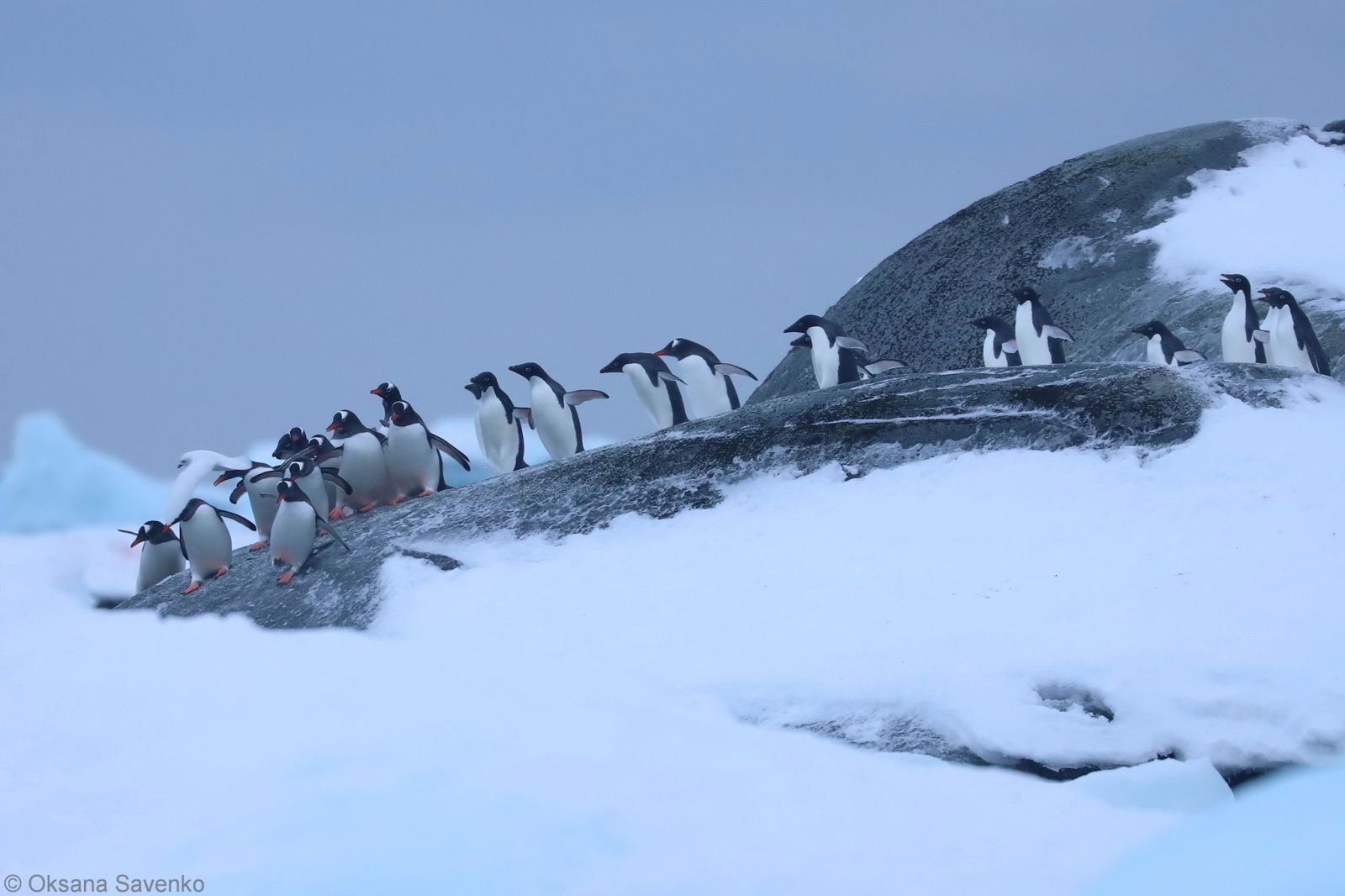 Антарктида зігрілася – пінгвіни зимують біля української станції, фото — ФБ Оксана Косенко