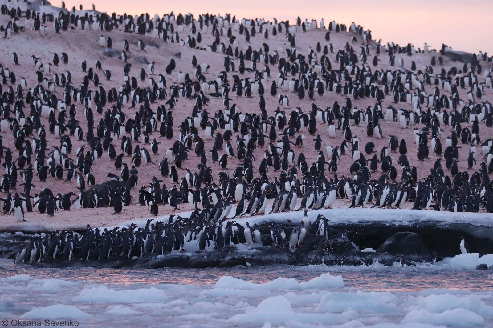 Антарктида зігрілася – пінгвіни зимують біля української станції, фото — ФБ Оксана Косенко