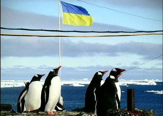Антарктида согрелась и пингвины зимуют возле украинской станции, фото — ФБ Оксана Косенко 
