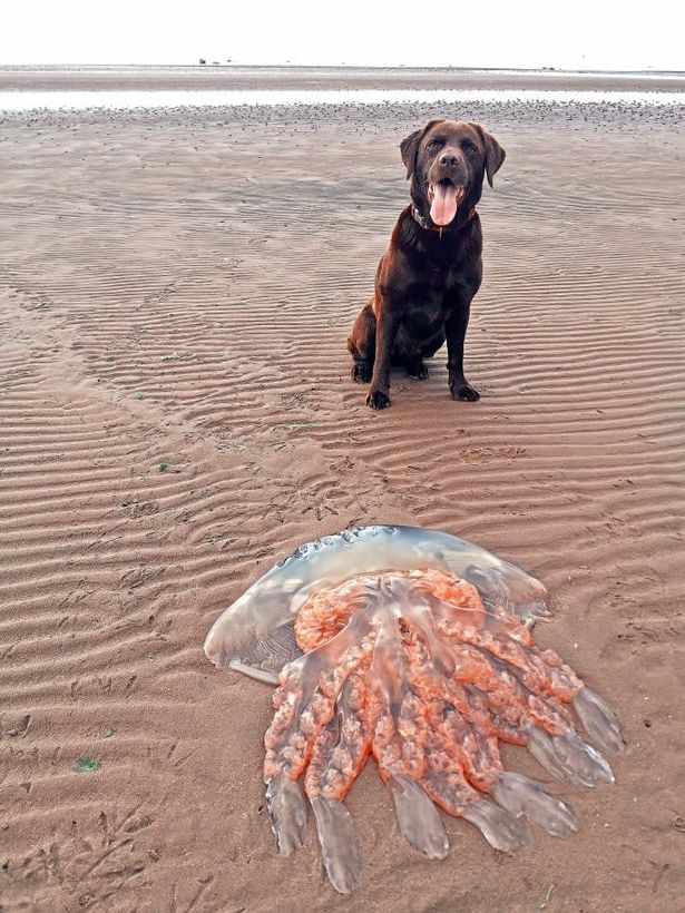 В США на пляж выбросило огромную медузу, фото: Daily Star