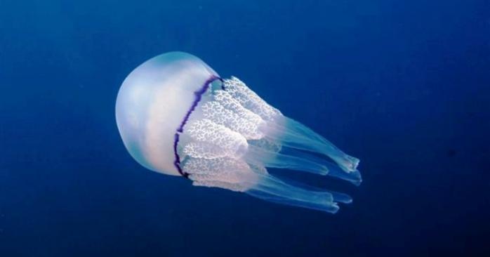 В США на пляж выбросило огромную медузу, фото: «Википедия»
