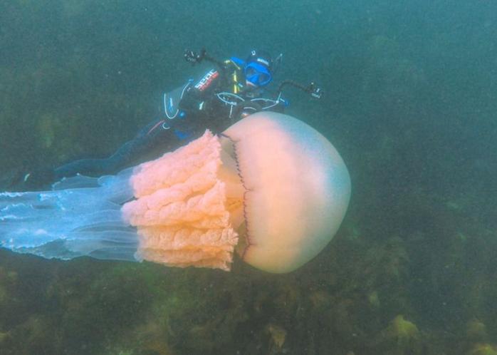 Азовське море перетворилося на желе з медуз