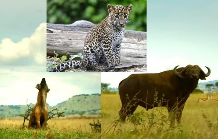 Буйвол спас детенышей леопарда от гиены 