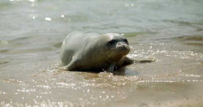 В Греции неизвестные убили тюленя-талисмана острова Алонисос, фото: социальные сети