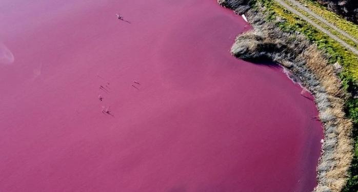 Тайну розовой лагуны в Аргентине раскрыли биологи